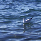 European Herring Gull