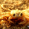 Ghost crab