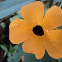 Black-eyed Susan vine