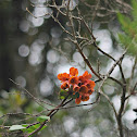 Bomarea