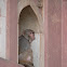 Rhesus macaque