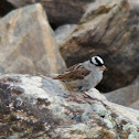 White-crowned Sparrow