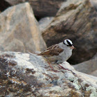 White-crowned Sparrow
