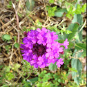 Purple Prairie Verbena
