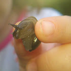 Garden Snail