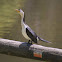 Little Pied Cormorant  