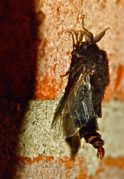 Spotting Image 1