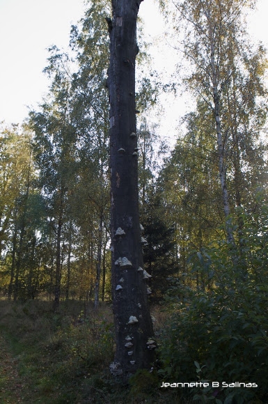 Spotting Image 1