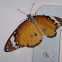 Plain Tiger Butterfly