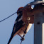 Woodchat Shrike; Alcaudón Común