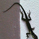 Knight Anole