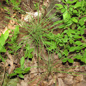 Field Horsetail