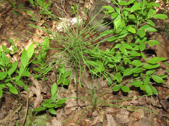 Spotting Image 1