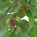 Mulberry