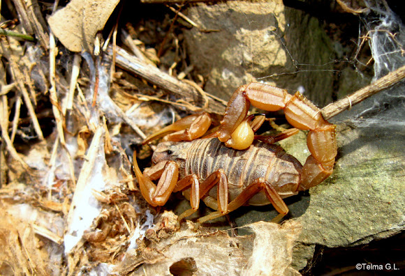 Spotting Image 1