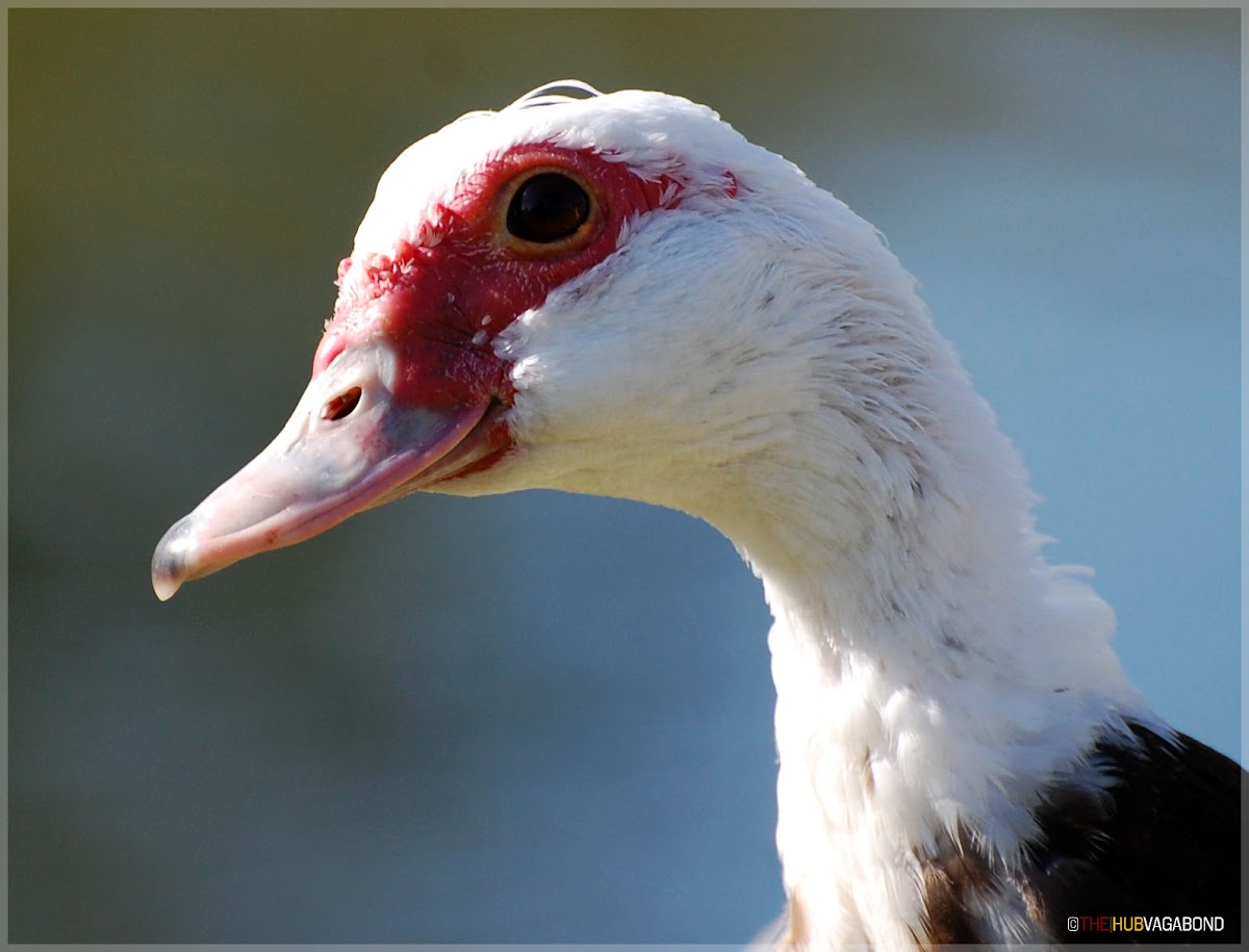 Muscovy Duck (female)