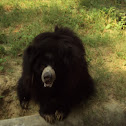 Sloth Bear.