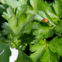 Lady Bug