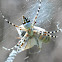 Silver argiope