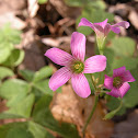 Violet Wood Sorrel