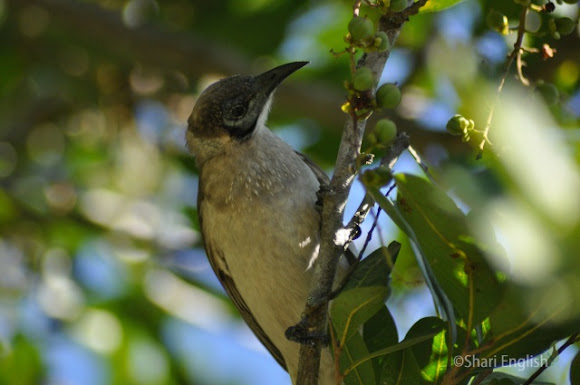 Spotting Image 1