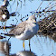 Greater Yellowlegs