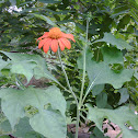Mexican Sunflower