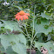 Mexican Sunflower