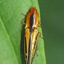 Parasitized semiotus click beetle