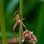 Herbstspinne