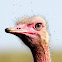 Ostrich