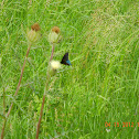 Pipevine swallowtail