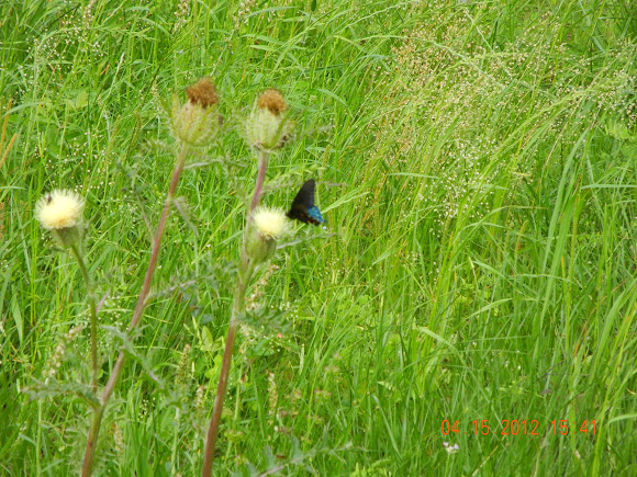 Spotting Image 1