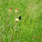 Pipevine swallowtail