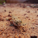Brook's House Gecko