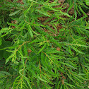 Sweet Fern