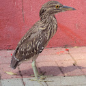Black-crowned Night-Heron (Immature),  Savacu, Dorminhoco