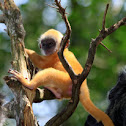 Silverleaf Monkey