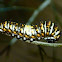 Lifecycle of black swallowtail butterfly