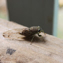 Cicada
