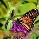 Monarch Butterfly (male)