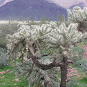 Cholla
