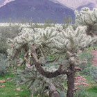 Cholla