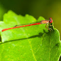 Duckweed firetail