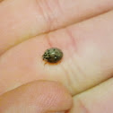 Ashy Gray Lady Beetle