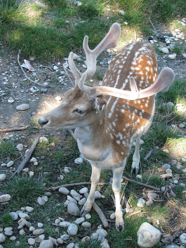 Animaux au Parc de la Tête d'Or