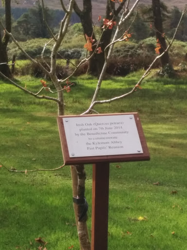 Irish Oak Commemorative