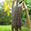 Case moth (Psychidae)