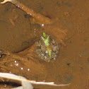 Northern Cricket Frog