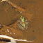 Northern Cricket Frog
